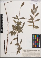 Foto von Salix daphnoides Vill.